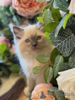 Foto №2 zu Ankündigung № 157136 zu verkaufen ragdoll-katze - einkaufen Niederlande züchter