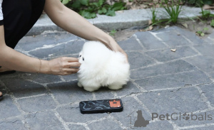 Foto №3. Gesunde Pomeranian-Welpen zum Verkauf, geimpft und tierärztlich untersucht. Tschechische Republik