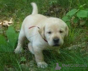 Foto №1. labrador retriever - zum Verkauf in der Stadt Tiraspol | verhandelt | Ankündigung № 124386