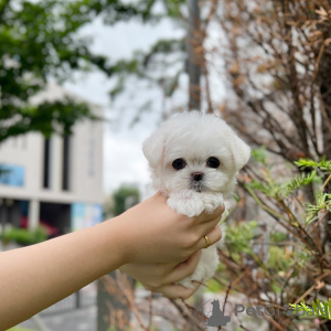 Foto №1.  - zum Verkauf in der Stadt Drake Village | Frei | Ankündigung № 162887