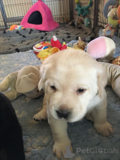 Foto №1. golden retriever, labrador retriever - zum Verkauf in der Stadt Ginsheim-Gustavsburg | verhandelt | Ankündigung № 161288