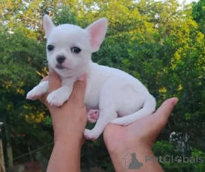 Foto №1. chihuahua - zum Verkauf in der Stadt Bratislava | verhandelt | Ankündigung № 157894