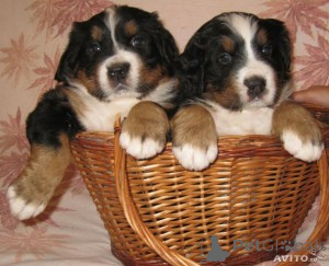 Foto №1.  - zum Verkauf in der Stadt Liverpool | Frei | Ankündigung № 163248