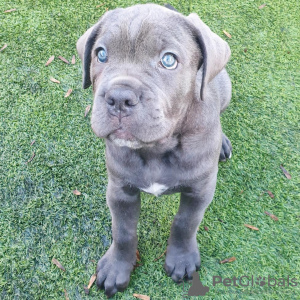 Foto №1. cane corso italiano - zum Verkauf in der Stadt München | Frei | Ankündigung № 111324