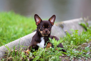 Foto №1. chihuahua - zum Verkauf in der Stadt St. Petersburg | verhandelt | Ankündigung № 3420