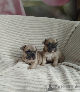 Foto №1. französische bulldogge - zum Verkauf in der Stadt Minsk | 938€ | Ankündigung № 159472