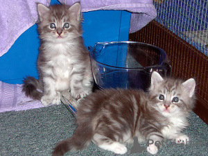 Foto №1.  - zum Verkauf in der Stadt Basel | verhandelt | Ankündigung № 137470