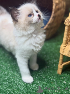 Foto №2 zu Ankündigung № 157132 zu verkaufen ragdoll-katze - einkaufen Schweden züchter