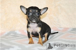 Foto №3. Entzückende Chihuahua-Welpen zur kostenlosen Adoption. Deutschland