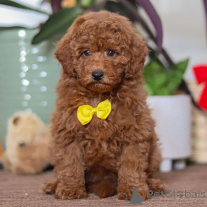 Foto №4. Ich werde verkaufen zwergpinscher in der Stadt Leeds. quotient 	ankündigung - preis - 500€