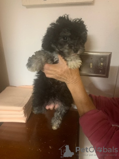 Foto №2 zu Ankündigung № 133045 zu verkaufen  - einkaufen Deutschland quotient 	ankündigung