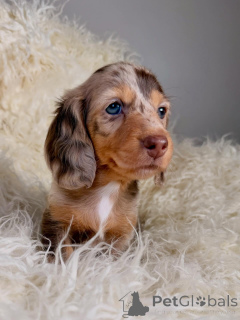 Foto №1. dackel - zum Verkauf in der Stadt Alavus | 500€ | Ankündigung № 164272