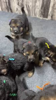 Foto №1. deutscher schäferhund - zum Verkauf in der Stadt Marseille | 1000€ | Ankündigung № 164318