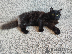 Foto №4. Ich werde verkaufen  in der Stadt Minsk.  - preis - Frei