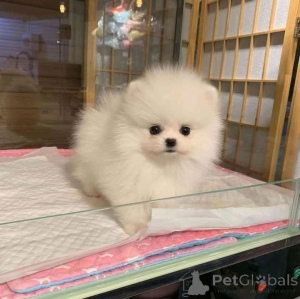 Foto №2 zu Ankündigung № 160550 zu verkaufen pommersche spitz - einkaufen Österreich quotient 	ankündigung