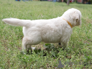 Zusätzliche Fotos: Golden Retriever-Welpen