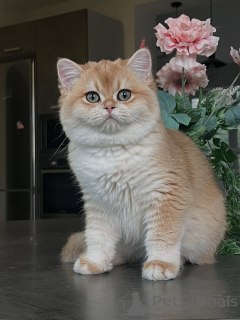 Foto №1. chinchilla-katze - zum Verkauf in der Stadt Hamburg | verhandelt | Ankündigung № 159473