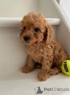 Foto №1. pudel (toy) - zum Verkauf in der Stadt Гамбург | verhandelt | Ankündigung № 144430