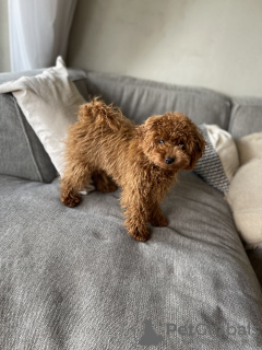 Foto №4. Ich werde verkaufen pudel (toy) in der Stadt Братислава. quotient 	ankündigung - preis - verhandelt