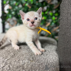 Foto №2 zu Ankündigung № 152718 zu verkaufen bengal katzenrasse - einkaufen Schweiz quotient 	ankündigung
