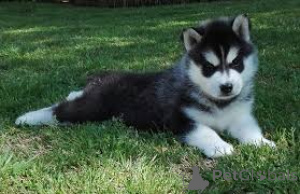 Foto №3. Chiots Husky de Sibérie treffen sich mit ihren neuen Familien. Frankreich