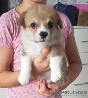 Foto №1. welsh corgi - zum Verkauf in der Stadt Алмере | 2560€ | Ankündigung № 106830