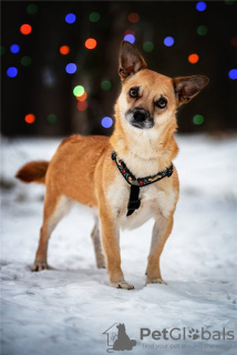 Foto №3. Der kleine Hund Suri ist in guten Händen.. Russische Föderation