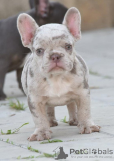 Foto №2 zu Ankündigung № 74033 zu verkaufen französische bulldogge - einkaufen Serbien züchter