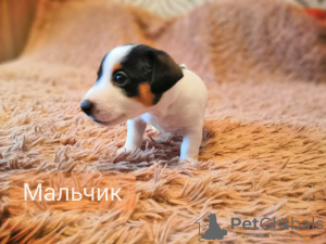 Foto №4. Ich werde verkaufen jack russell terrier in der Stadt Omsk. quotient 	ankündigung - preis - 222€
