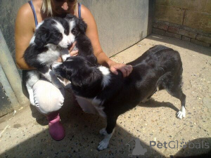 Foto №1. border collie - zum Verkauf in der Stadt Bering | verhandelt | Ankündigung № 170406