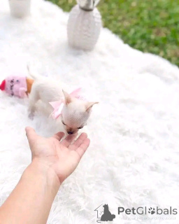 Foto №1. chihuahua - zum Verkauf in der Stadt Borovlyany | 450€ | Ankündigung № 146228