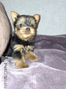 Foto №3. Mädchen und Junge Yorkshire Terrier. . Litauen