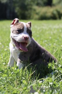 Foto №2 zu Ankündigung № 147528 zu verkaufen american bully - einkaufen Russische Föderation vom kindergarten