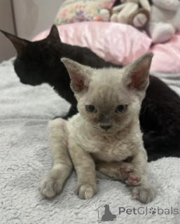 Foto №4. Ich werde verkaufen devon rex in der Stadt Berlin. züchter - preis - 750€