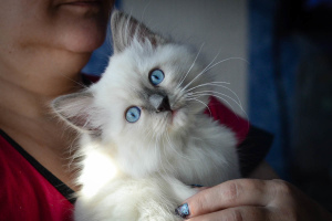 Foto №3. Ragdoll "Stoffpuppe". Russische Föderation