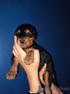 Foto №1. airedale terrier - zum Verkauf in der Stadt Clermont-Frand | verhandelt | Ankündigung № 169400