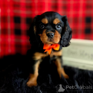 Foto №1. cavalier king charles spaniel - zum Verkauf in der Stadt Dalarna | verhandelt | Ankündigung № 155575