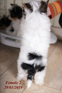 Foto №3. Zum Verkauf werden schicke Welpen von Biver Yorkshire Terrier angeboten.. Ukraine