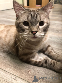 Zusätzliche Fotos: Mura ist eine imposante junge Katze mit rosa Fell und blauem Blut.