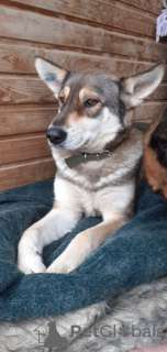 Foto №2 zu Ankündigung № 127437 zu verkaufen mischlingshund - einkaufen Russische Föderation quotient 	ankündigung