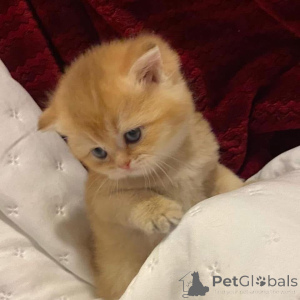 Foto №1.  - zum Verkauf in der Stadt Jablonec Nad Nisou | verhandelt | Ankündigung № 161921