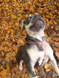 Foto №3. Mutig, mutig und voller Persönlichkeit hat Brunos das klassische. Luxemburg