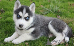 Foto №1. siberian husky - zum Verkauf in der Stadt Heinävessi | verhandelt | Ankündigung № 173984