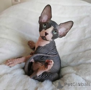 Foto №1. sphynx-katze - zum Verkauf in der Stadt Gehe | Frei | Ankündigung № 154164