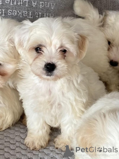 Foto №1. maltipu - zum Verkauf in der Stadt Essens | 900€ | Ankündigung № 149568