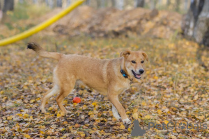 Foto №2 zu Ankündigung № 29509 zu verkaufen mischlingshund - einkaufen Russische Föderation aus dem tierheim