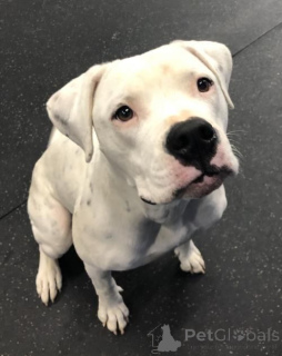 Foto №2 zu Ankündigung № 157878 zu verkaufen american bulldog - einkaufen Deutschland aus dem tierheim, züchter