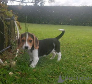 Foto №2 zu Ankündigung № 159988 zu verkaufen beagle - einkaufen Litauen quotient 	ankündigung