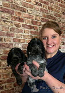 Foto №1. english cocker spaniel - zum Verkauf in der Stadt Berlin | 1000€ | Ankündigung № 139065