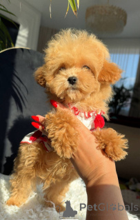 Foto №3. Maltesischer kleiner Junge. Deutschland